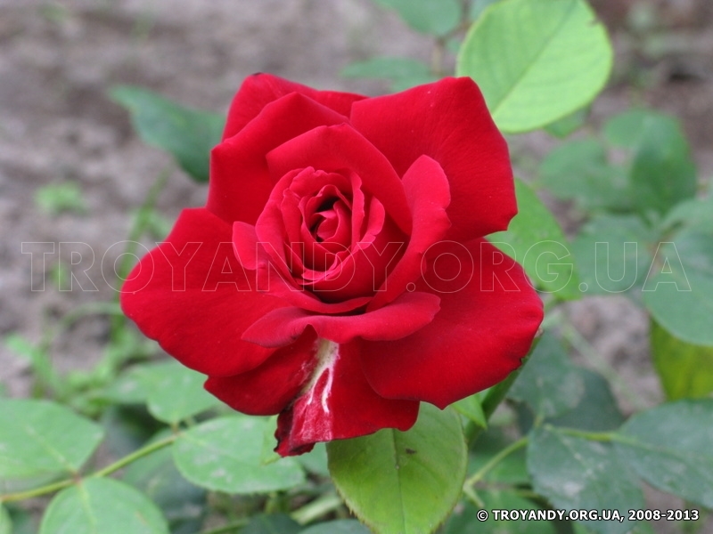 Red Star